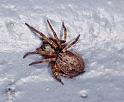 Badumna_ZZ241_F2342_Z_80_Houhora heads_Nieuw-Zeeland